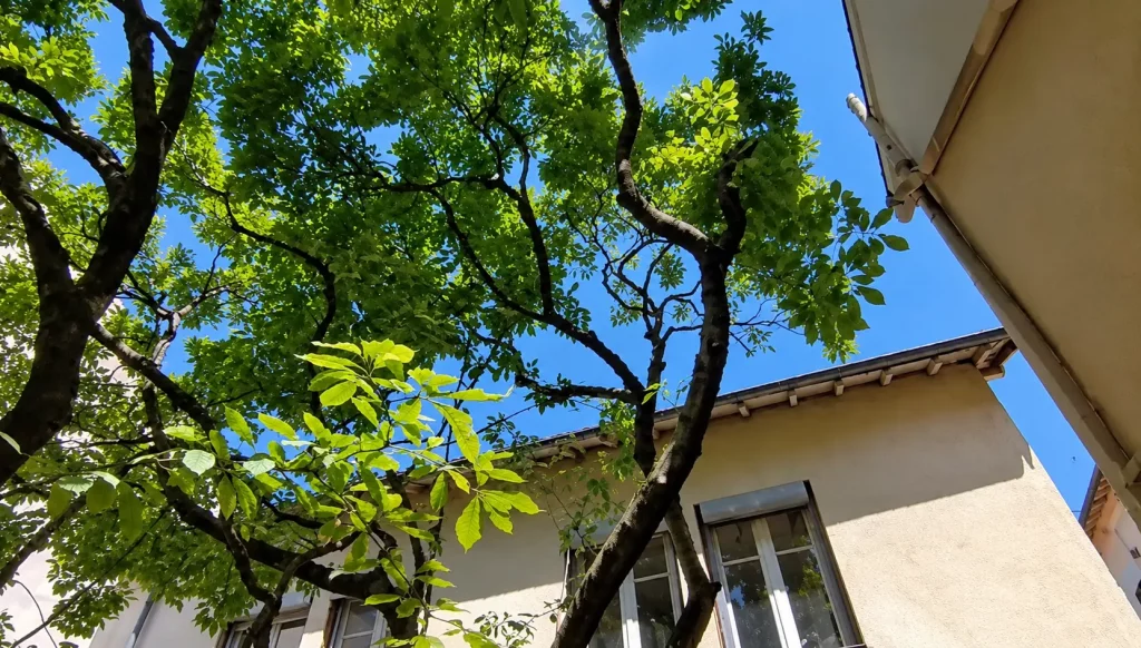 Entretien d’un Magnolia Soulangeana à Lyon Croix-Rousse grimpeur arboriste