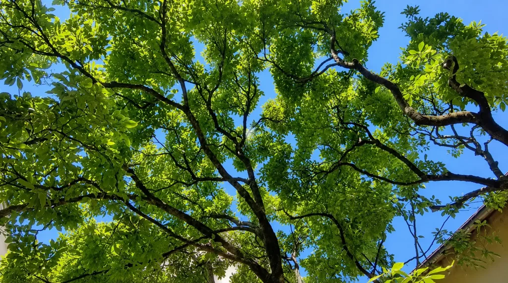 Entretien d’un Magnolia Soulangeana à Lyon Croix-Rousse grimpeur arboriste