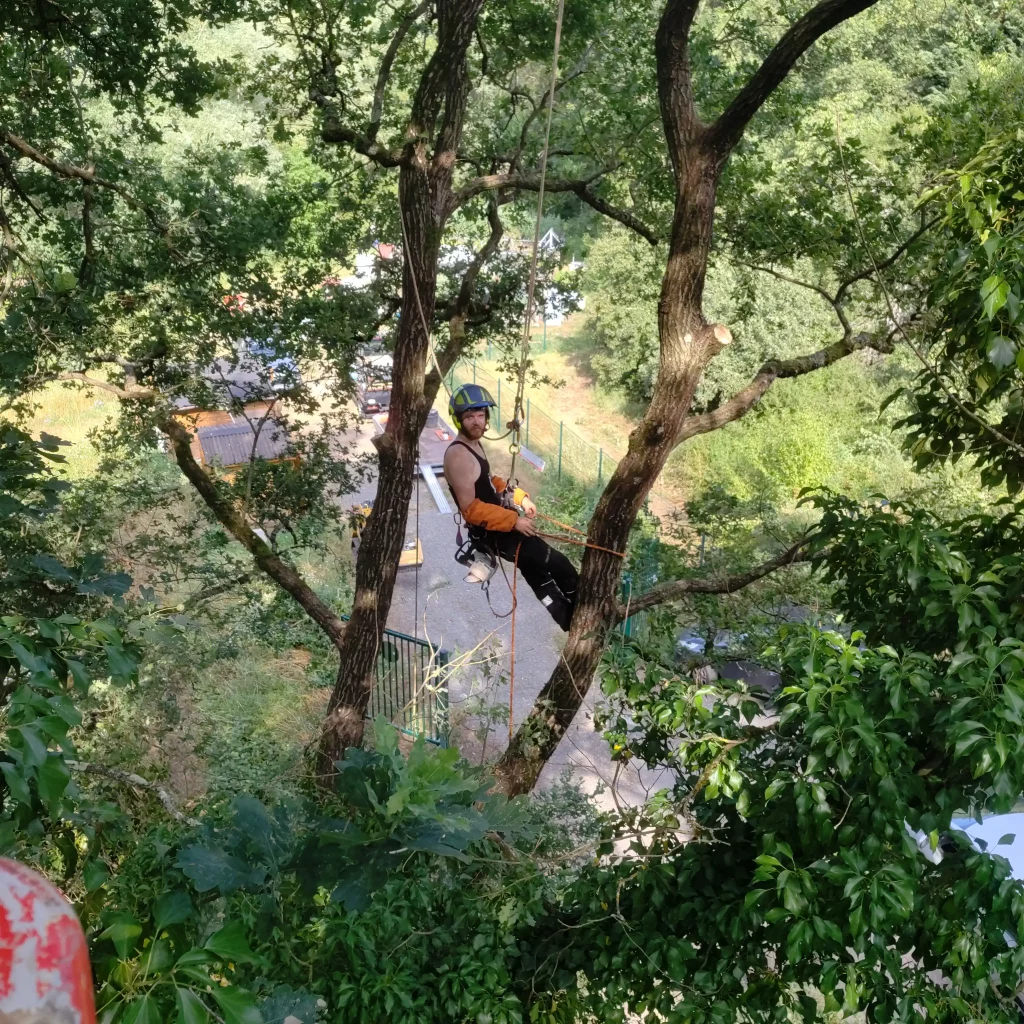 Arboriste grimpeur travail sur la hauteur pour couper des arbres