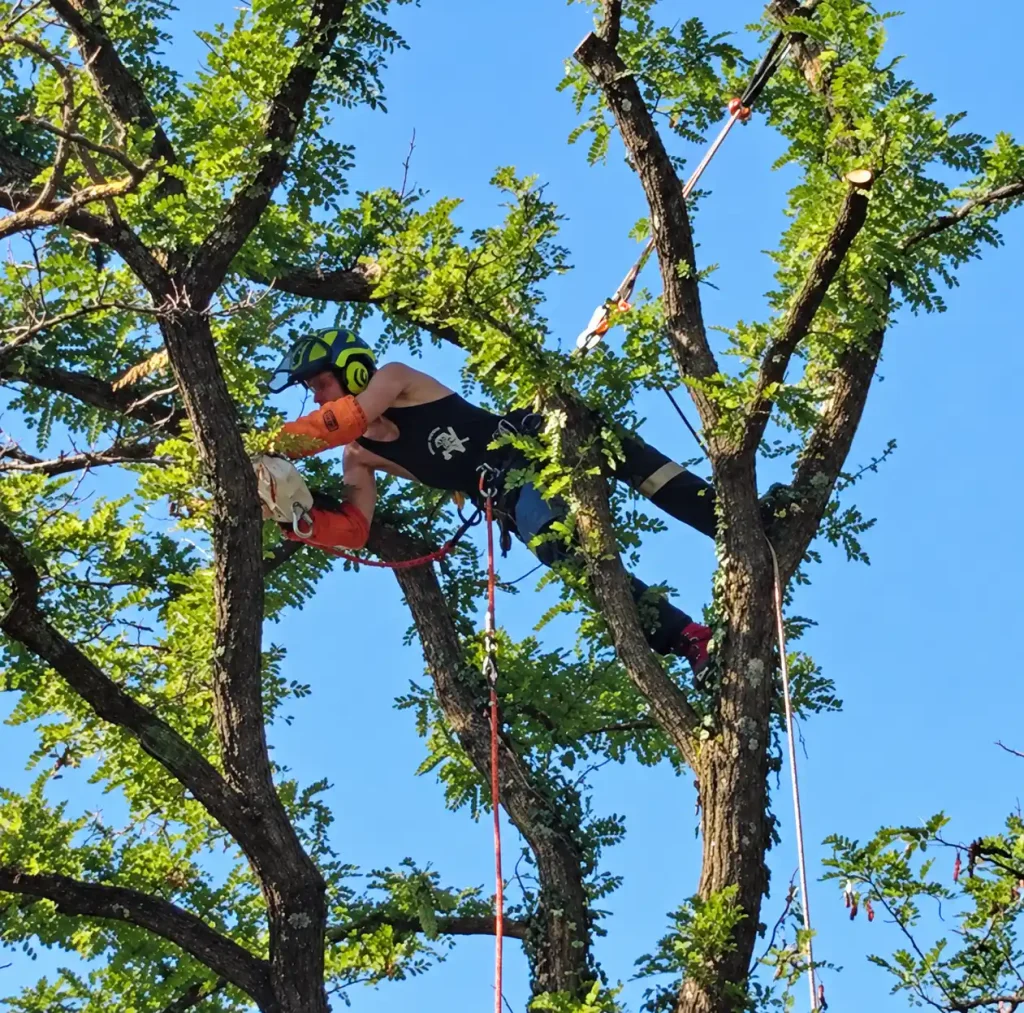 Arboriste grimpeur à Lyon